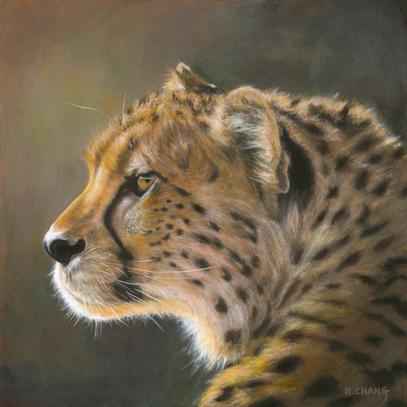 Cheetah Portrait